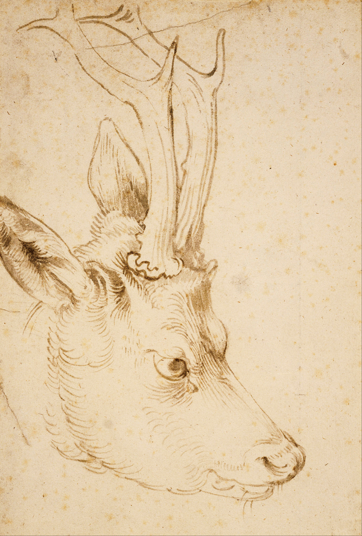   阿尔布雷特·丢勒Albrecht Dürer——素描与版画 (21)